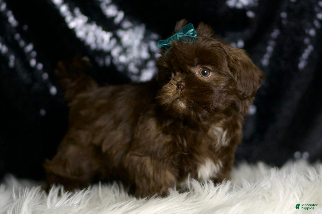 Shih Tzu dogs for sale: Peanut - Image 1