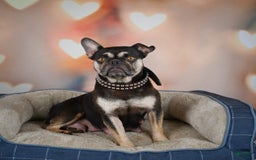 French Bulldog dogs for sale: Max - Image 14