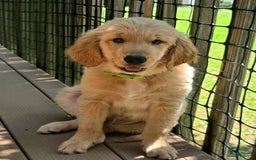 Golden Retriever dogs for sale: Mr. Green 💚 - Image 1
