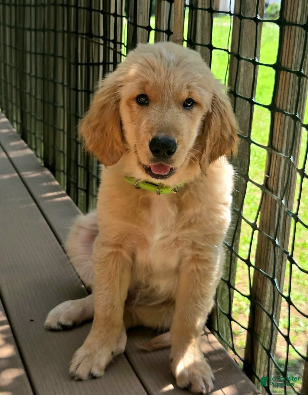 Golden Retriever dogs for sale: Mr. Green 💚 - Image 1