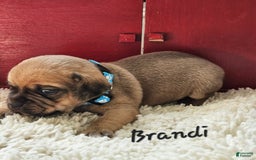 Puggle dogs for sale: Brandi - Image 7