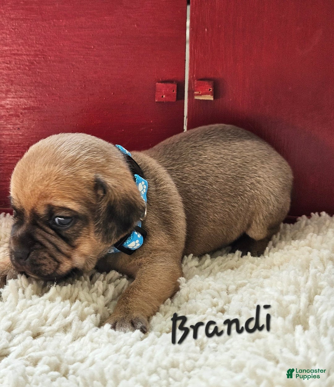 Puggle dogs for sale: Brandi - Image 7