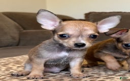 Chihuahua dogs for sale: Sergeant - Image 4