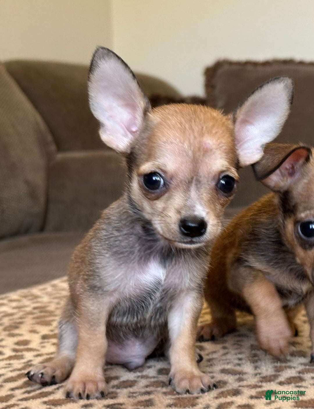 Chihuahua dogs for sale: Sergeant - Image 4