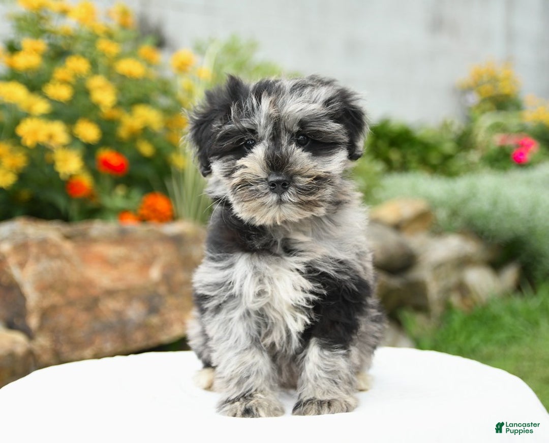Miniature Schnauzer dogs for sale: Sahara - Image 2