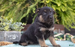 German Shepherd dogs for sale: Addie - Image 3