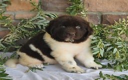Newfoundland dogs for sale: Sasha - Image 3