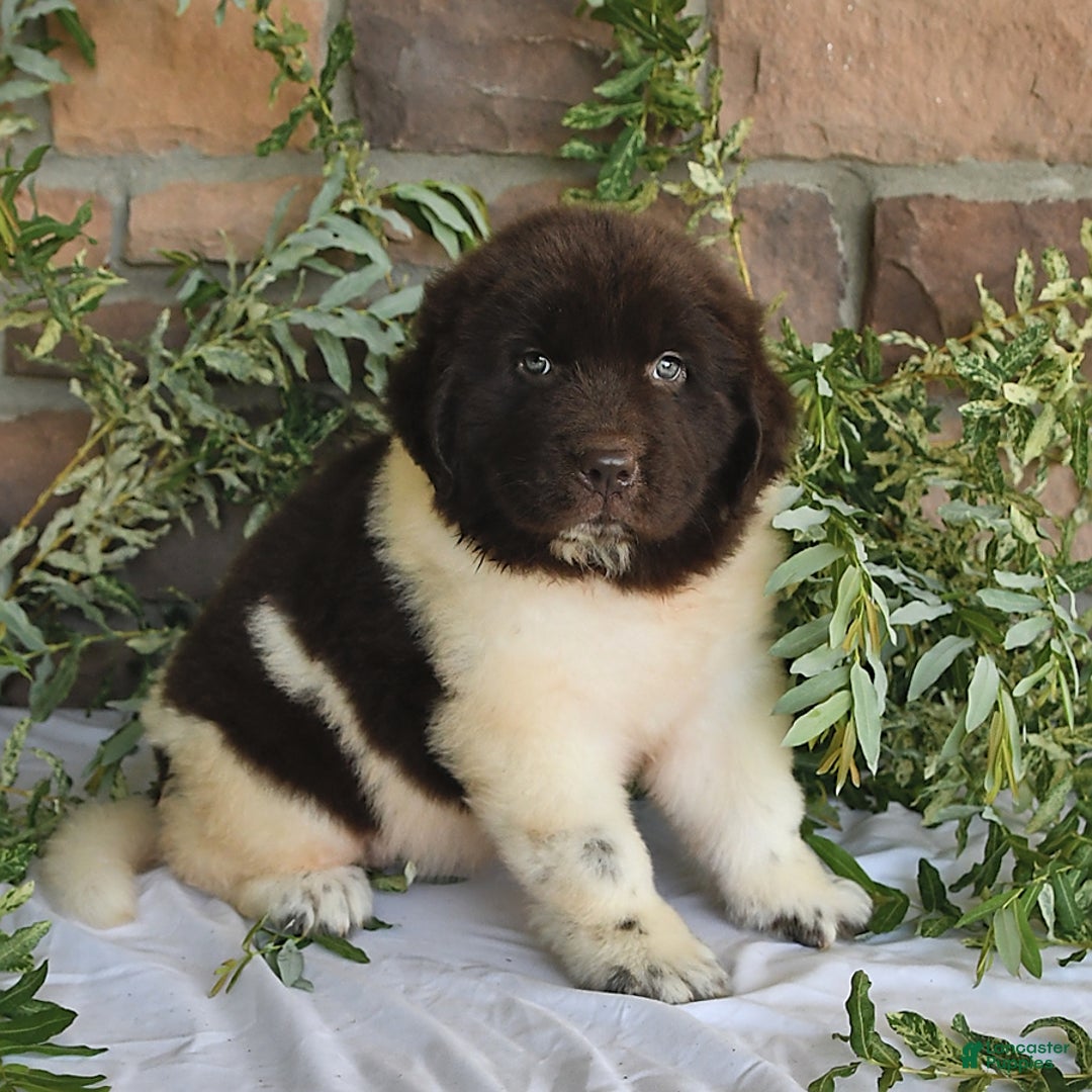 Newfoundland dogs for sale: Sasha - Image 3