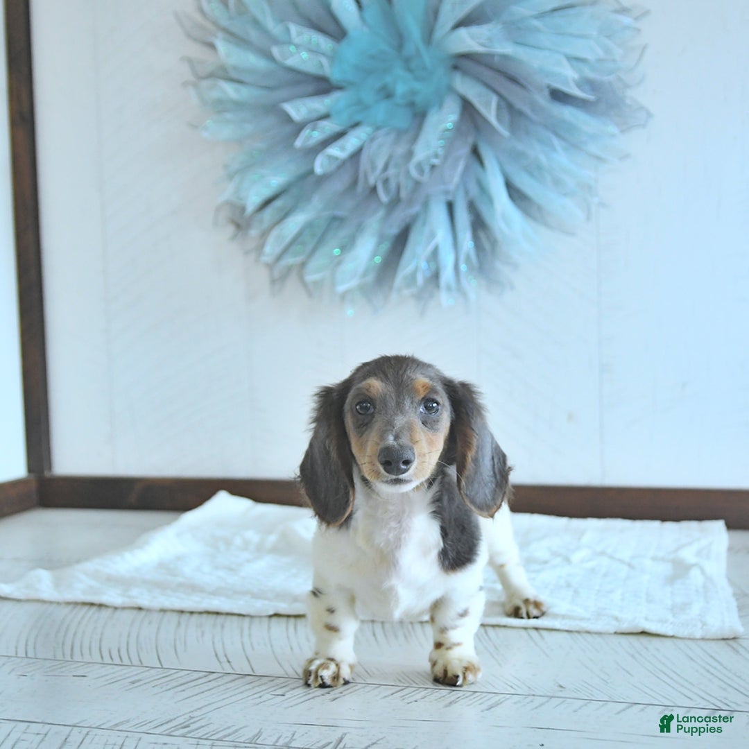 Miniature Dachshund dogs for sale: Isaac Rare Color - Image 5