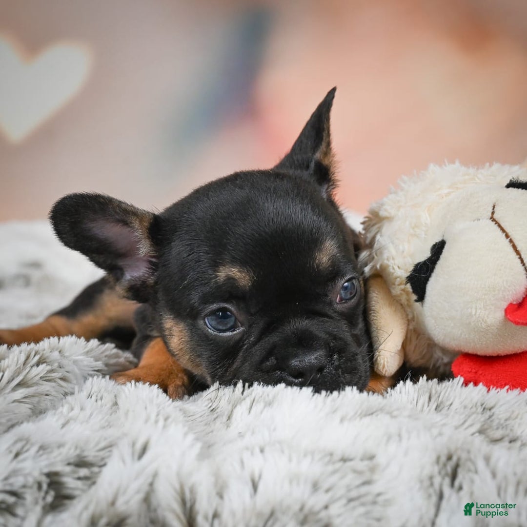 French Bulldog dogs for sale: Buddy - Image 3