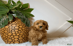 Cavapoo dogs for sale: Zinnia - Image 4