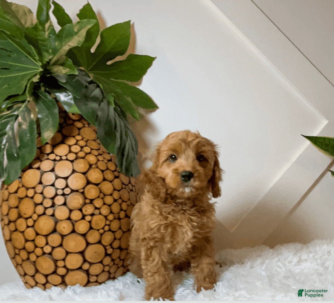 Cavapoo dogs for sale: Zinnia - Image 4