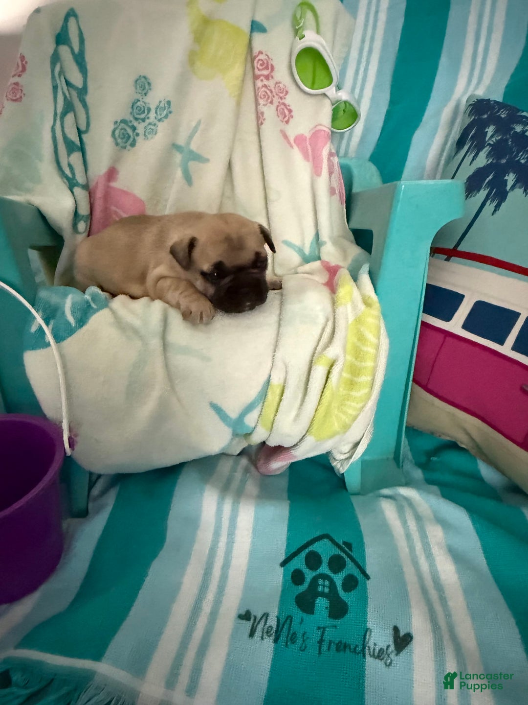 French Bulldog dogs for sale: Akc Fawn Black Mask - Image 11
