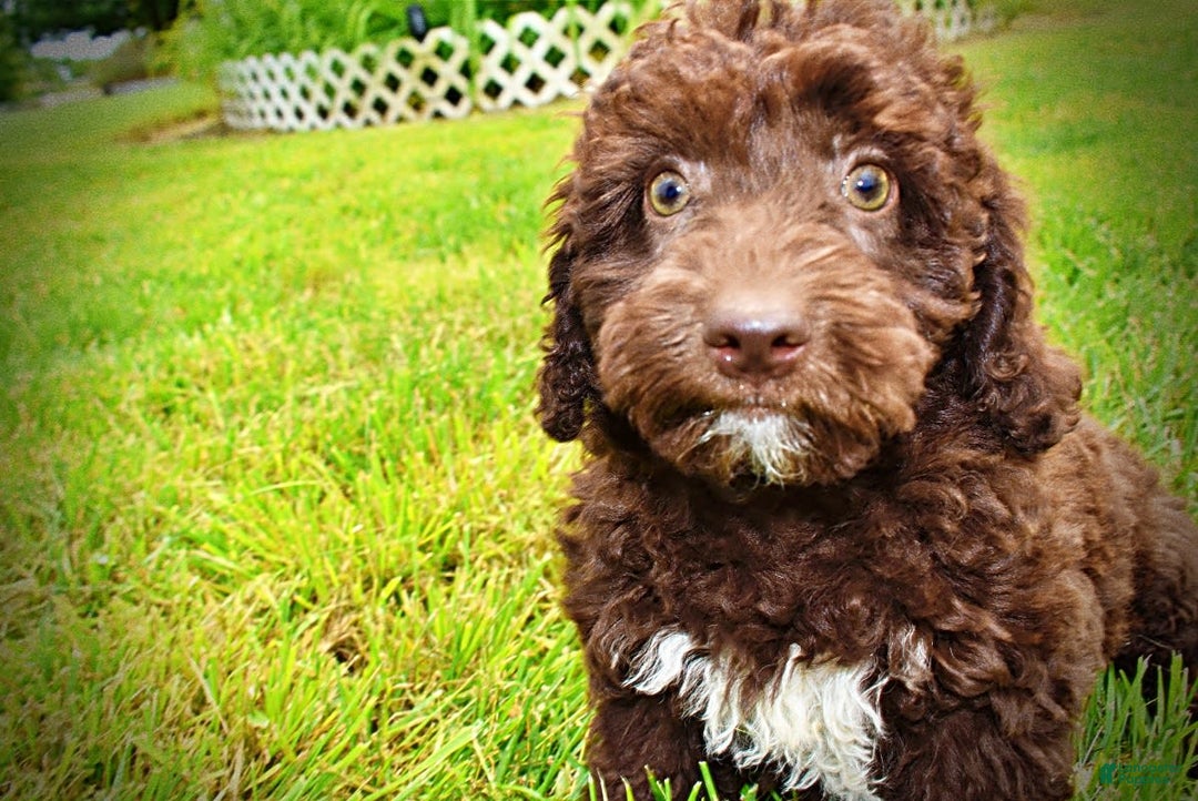 Havapoo dogs for sale: Teddy - Image 9
