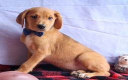 Beagle dogs for sale: Charlie - Image 15