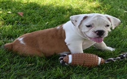 Beabull dogs for sale: Tessa - Image 2