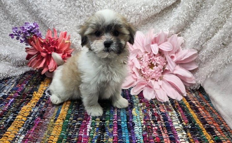 Malshi dogs for sale - Ad 1
