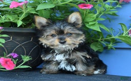 Yorkshire Terrier dogs for sale: Darcy - Image 9