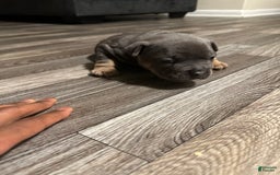 American Bully dogs for sale: Zoe - Image 4