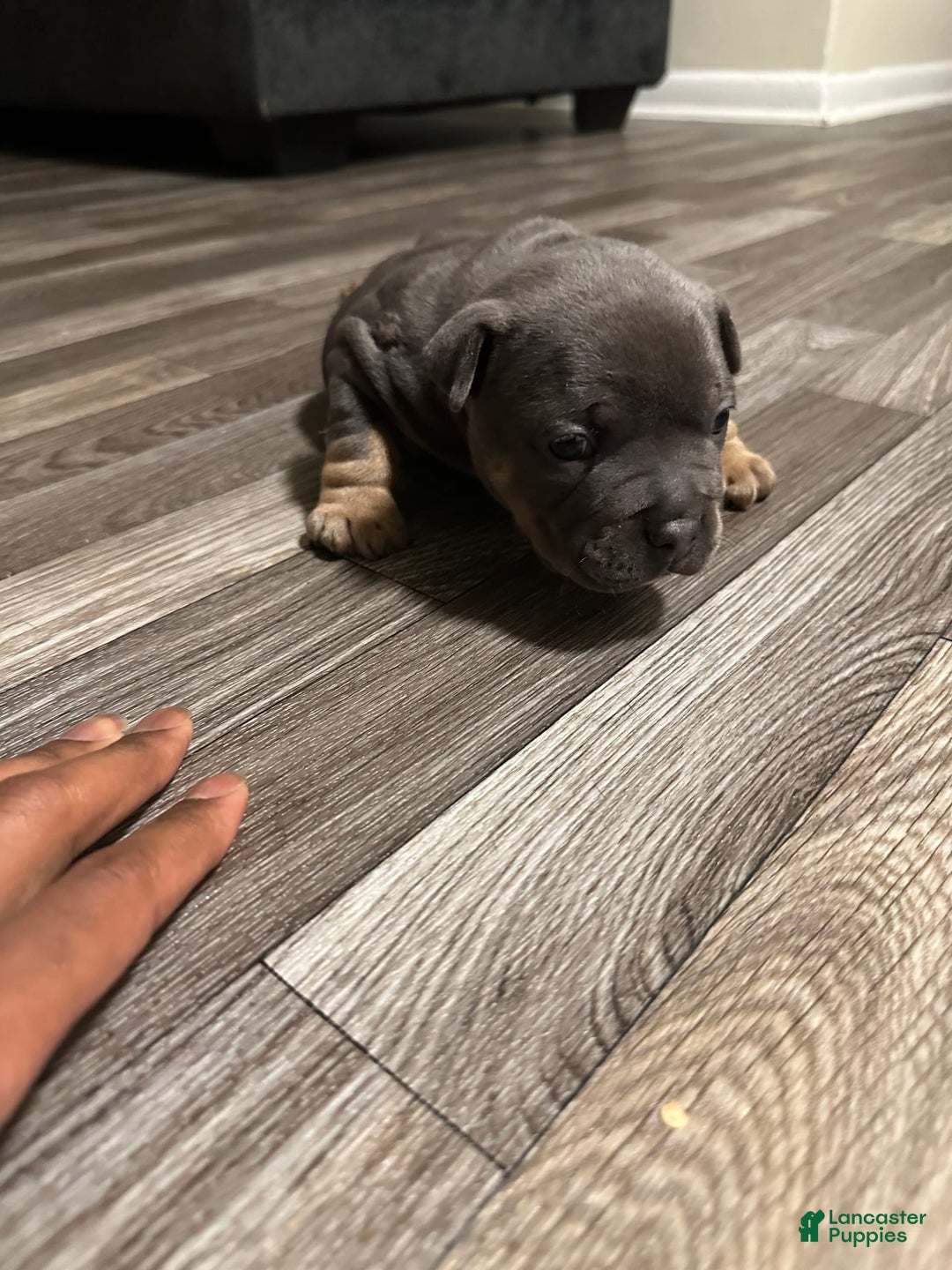 American Bully dogs for sale: Zoe - Image 4