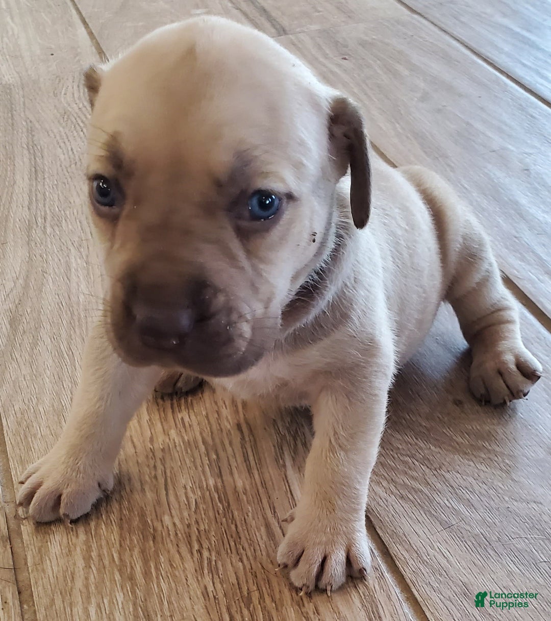 South African Boerboels dogs for sale: Jolie - Image 7
