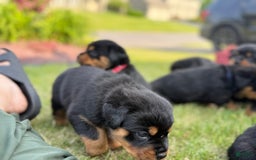 Rottweiler dogs for sale: Briggs - Image 3