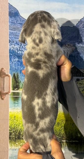 Great Dane dogs for sale: Lenny - Blue Merle - Image 5