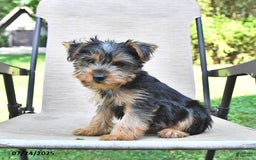 Yorkshire Terrier dogs for sale: Toby - Image 2