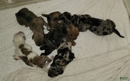 Catahoula Leopard Dog dogs for sale: Duchess 2025 - Image 4