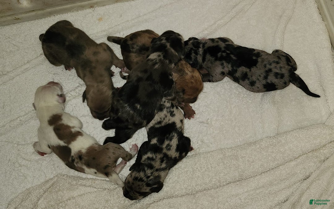 Catahoula Leopard Dog dogs for sale: Duchess 2025 - Image 4