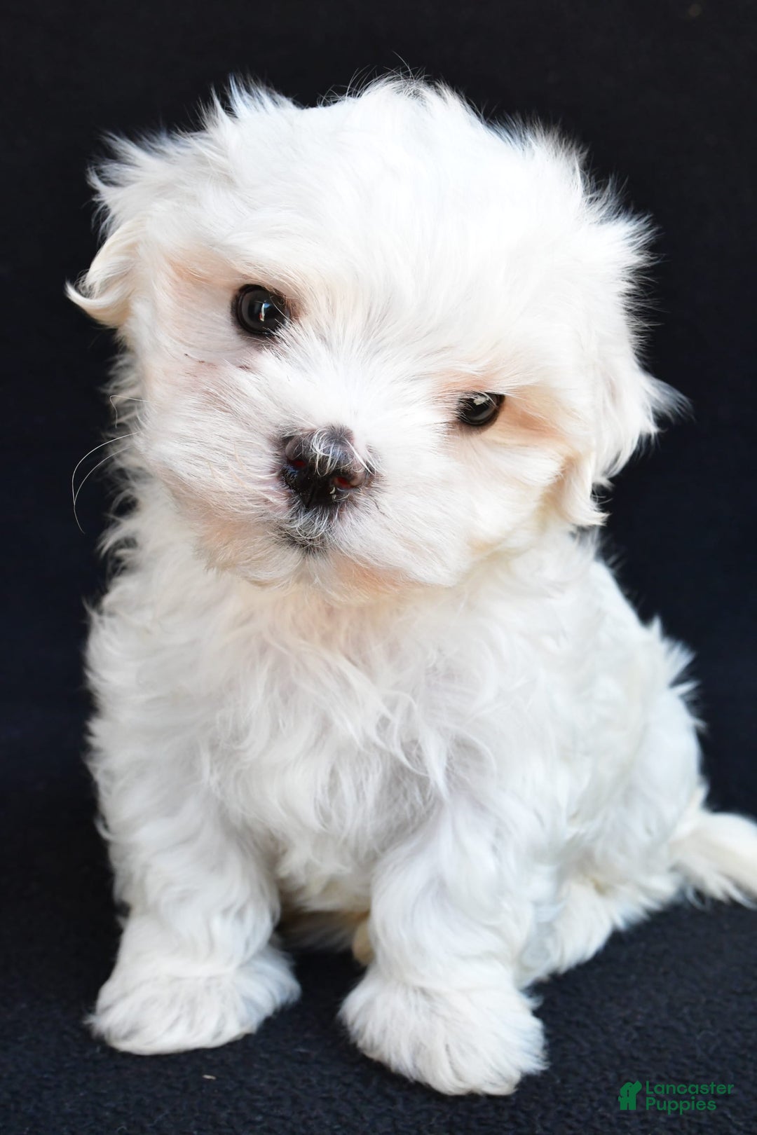 Maltese dogs for sale: Rory - Image 8