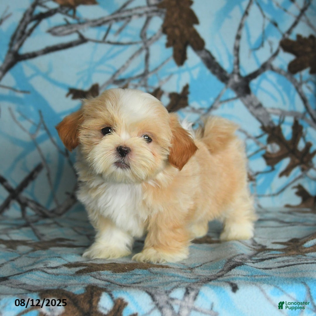 Shih Tzu dogs for sale: River - Image 1
