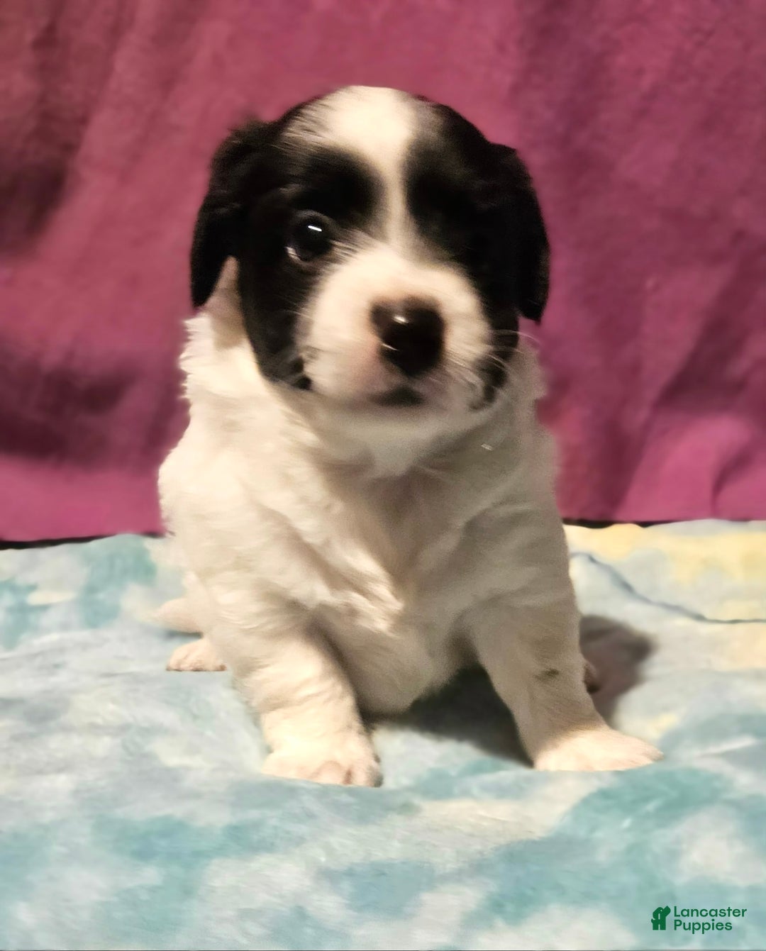 Chihuahua dogs for sale: Nix - Image 3