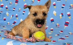 Cairn Terrier dogs for sale: Cassie - Image 6