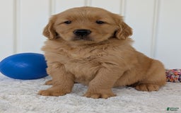 Golden Retriever dogs for sale: Brady - Image 18