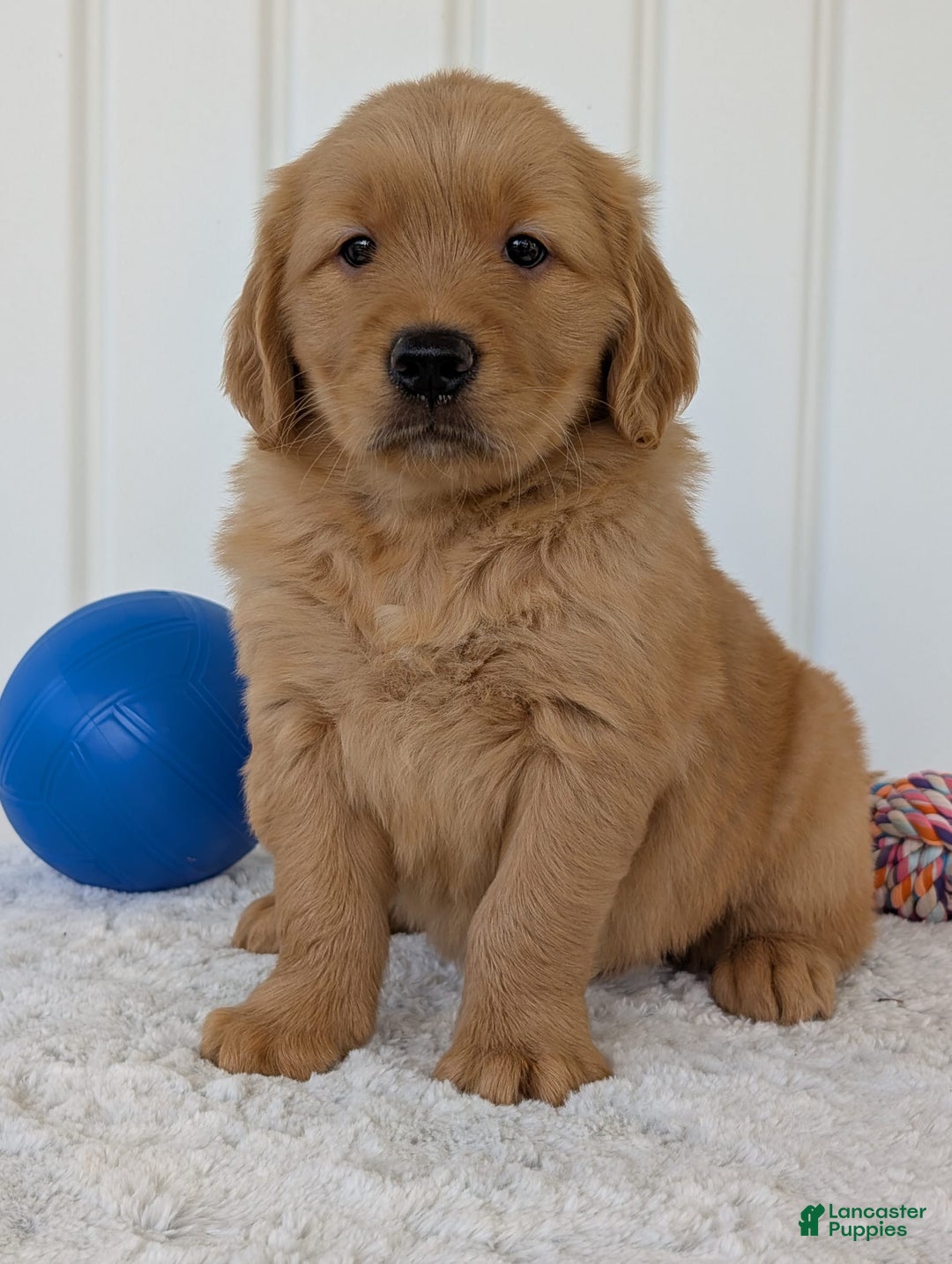Golden Retriever dogs for sale: Brady - Image 18