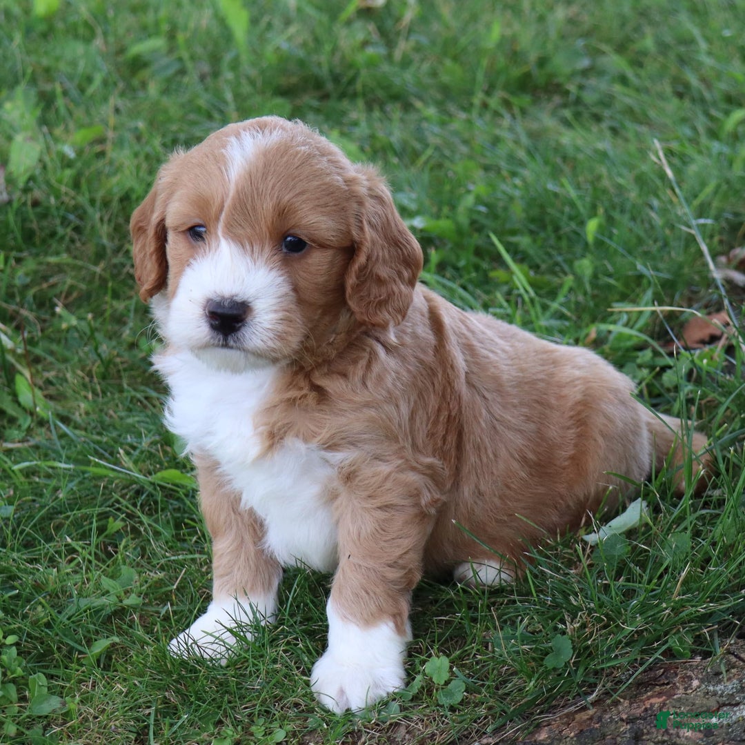 Mini Goldendoodle dogs for sale: Victor - Image 2