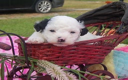 Toy Poodle dogs for sale: Bonnie - Image 4