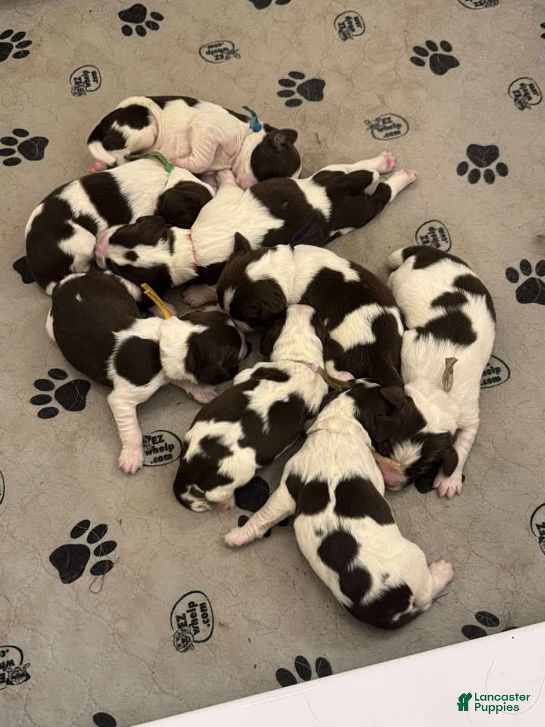 English Springer Spaniel dogs for sale: Upcoming Litter - Image 2