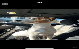 Jack Russell Terrier dogs for sale: Jack - Image 5