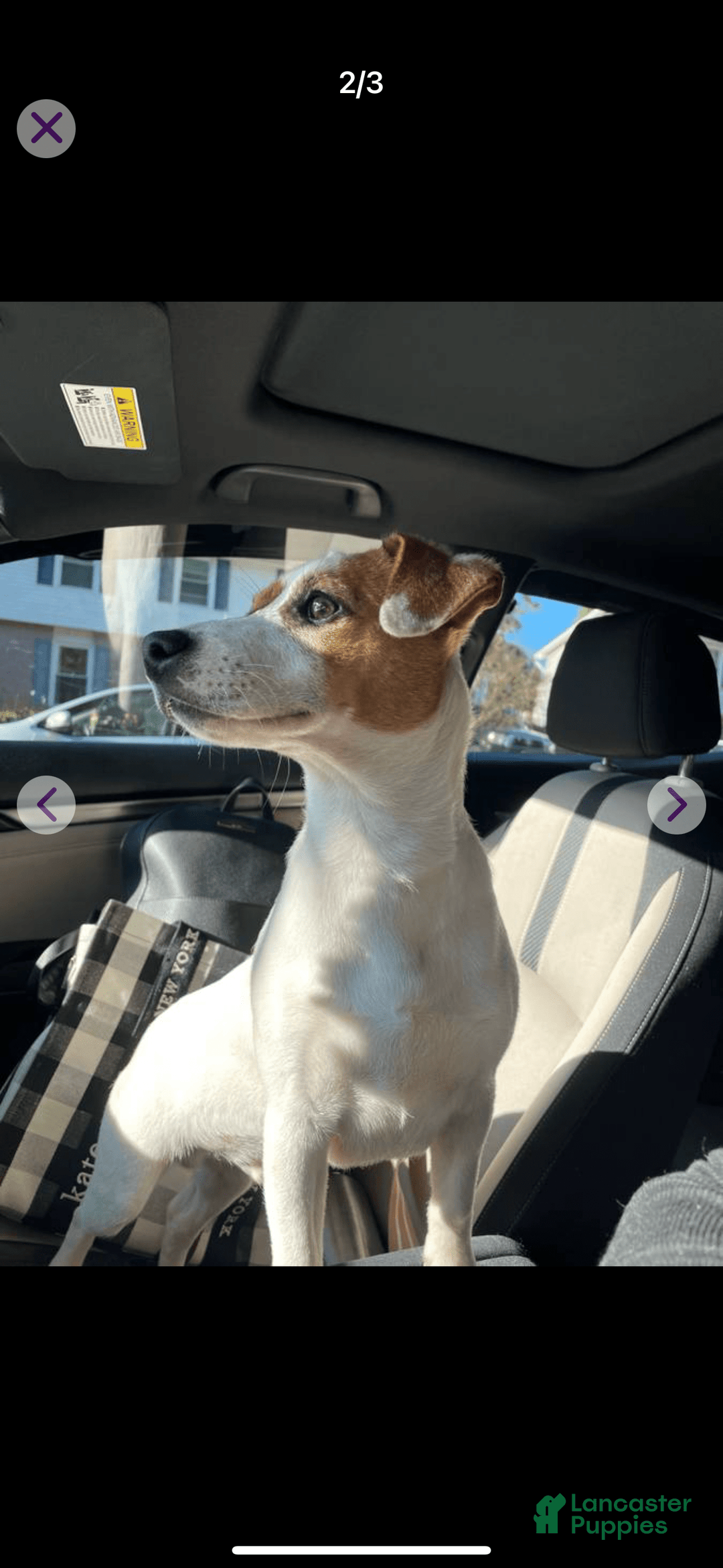 Jack Russell Terrier dogs for sale: Jack - Image 5