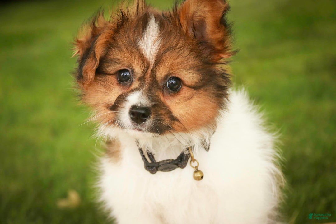 Papillon dogs for sale: Rome - Image 11