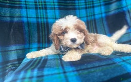 Mini Goldendoodle dogs for sale: Corbin - Image 1