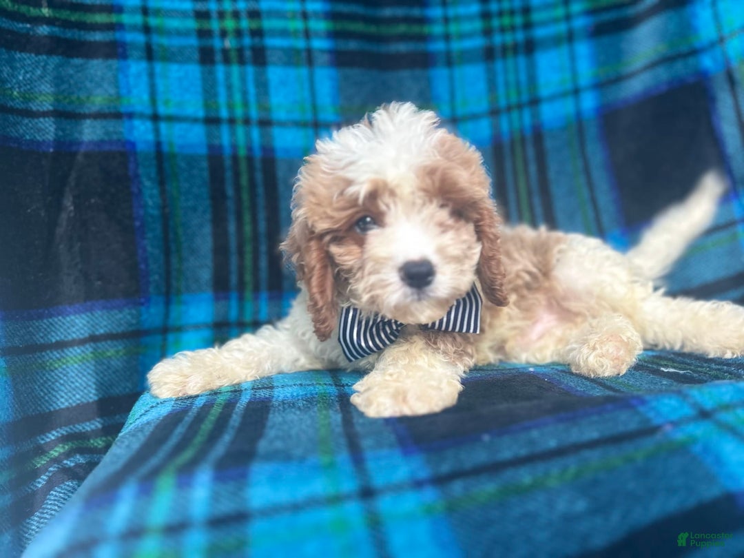 Mini Goldendoodle dogs for sale: Corbin - Image 1