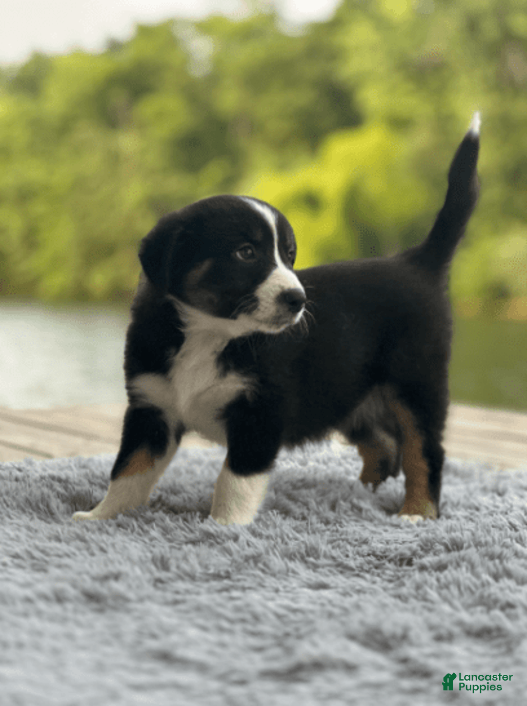 Australian Shepherd dogs for sale: Nova - Image 8