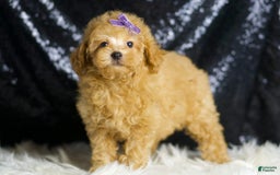 Toy Poodle dogs for sale: Pixie - Image 6