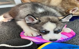 Siberian Husky dogs for sale: Asha - Image 4