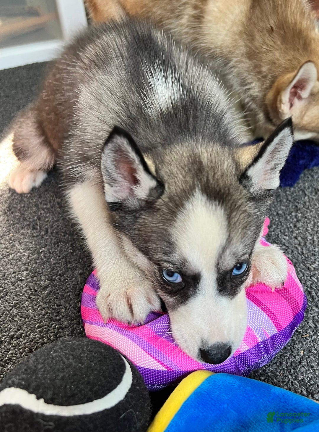 Siberian Husky dogs for sale: Asha - Image 4
