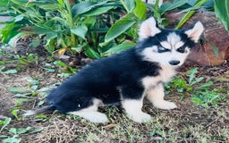 Siberian Husky dogs for sale: Stetson - Image 8