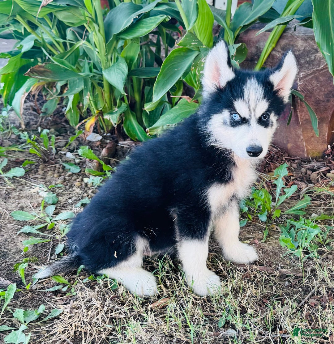 Siberian Husky dogs for sale: Stetson - Image 8